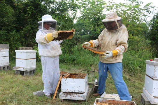 Sanders and Priddy tend one of their hives.